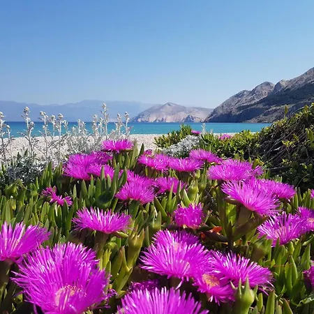 Petrica Affittacamere